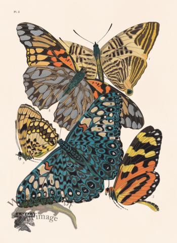 Seguy Butterfly 03